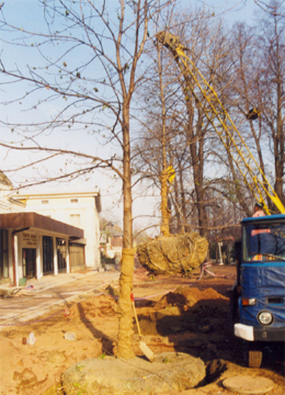ZPiChD BEATA przesadza drzewa