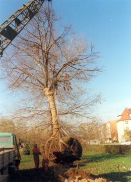 ZPiChD BEATA przesadza drzewa
